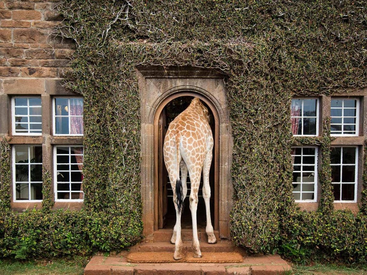 Giraffe at the door at Giraffe Manor Nairobi