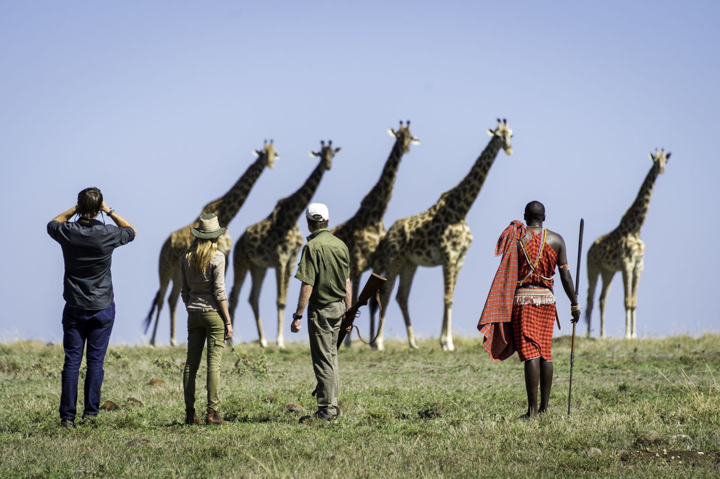 Four people standing looking at a line of five giraffes near Governors Camp in Kenya