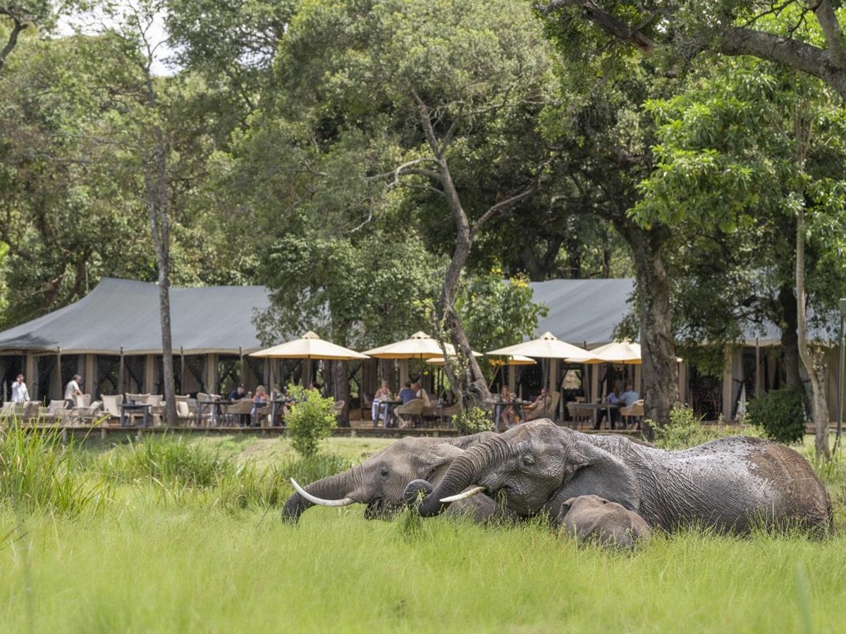 Elephants roaming around at Little Governors Camp, Kenya