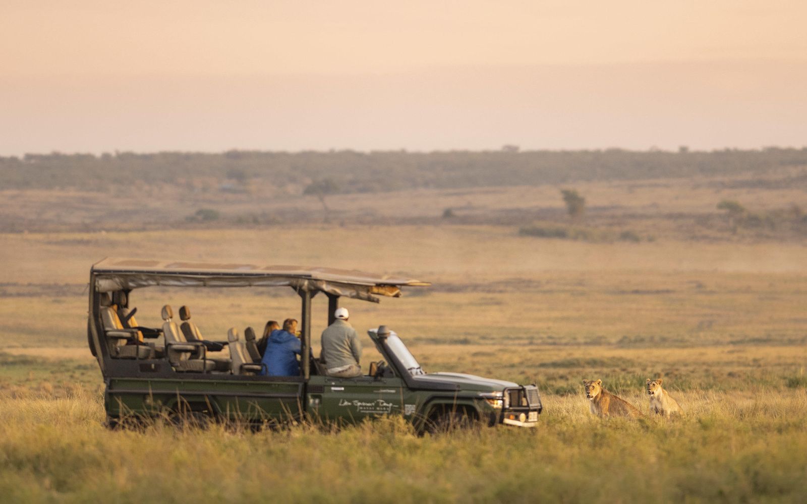 Lions spotted on Safari at Little Governors Camp, Kenya
