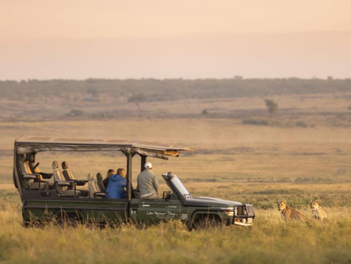 Lions spotted on Safari at Little Governors Camp, Kenya