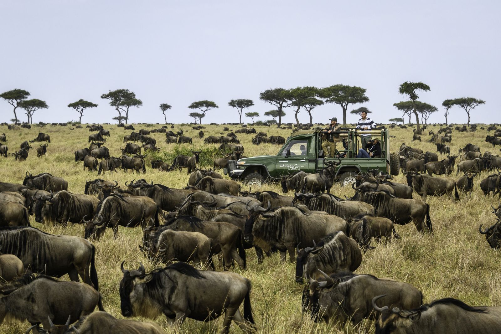 Wildebeest at Little Governors in Kenya