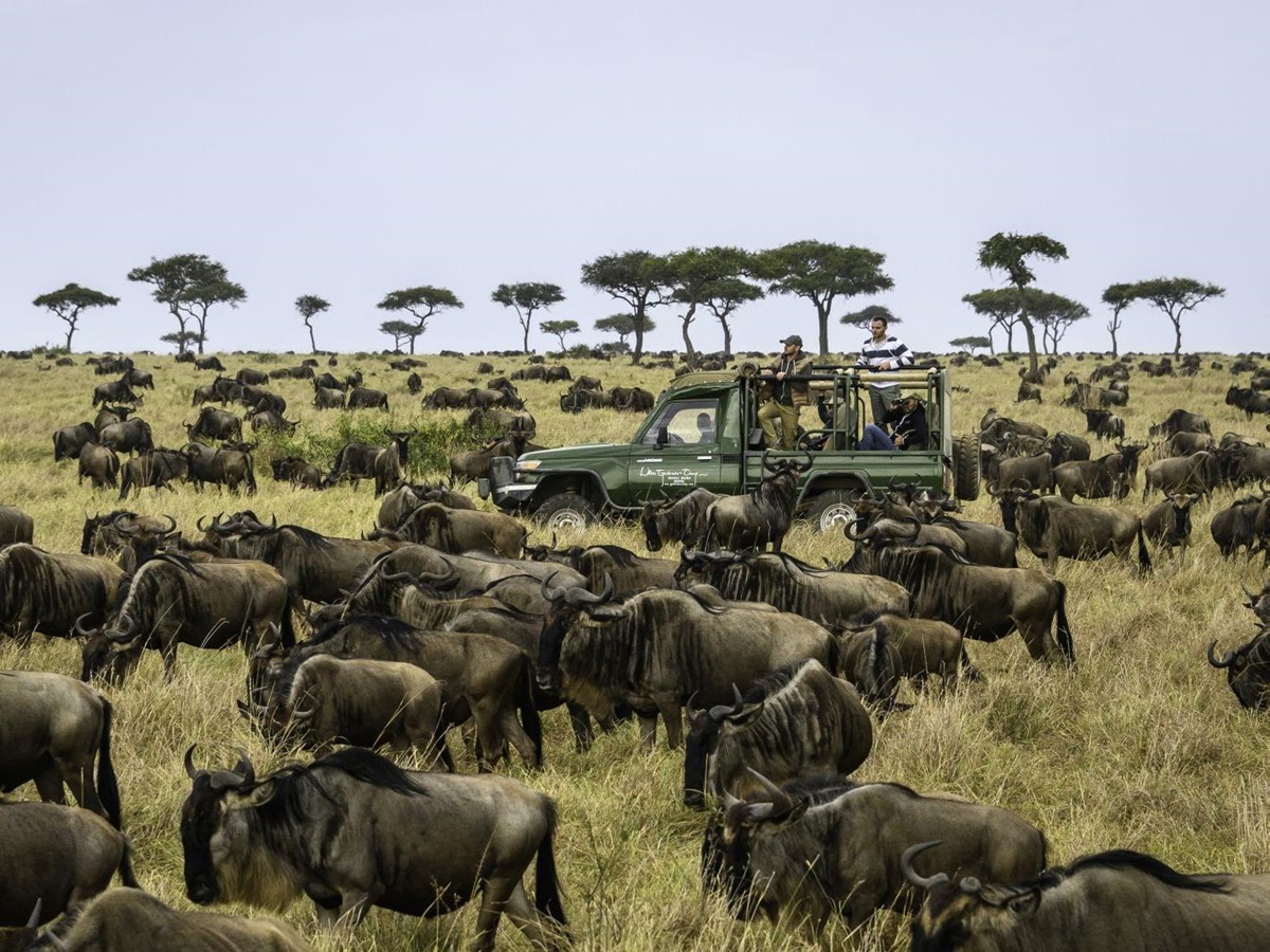 Wildebeest at Little Governors in Kenya