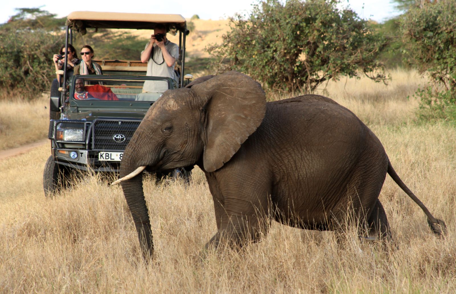 Elephant on safari at Lewa Wilderness Camp Kenya