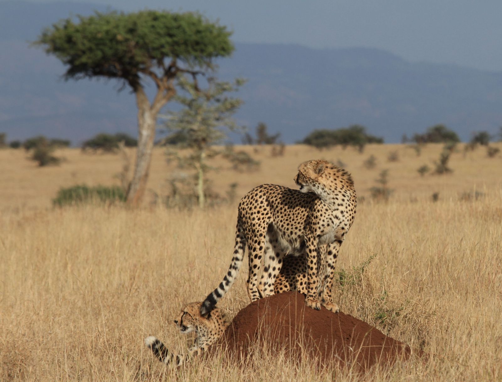 Leopard at Lewa Wilderness Camp Kenya