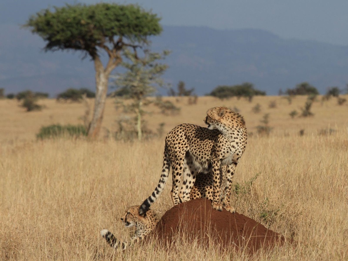 Leopard at Lewa Wilderness Camp Kenya