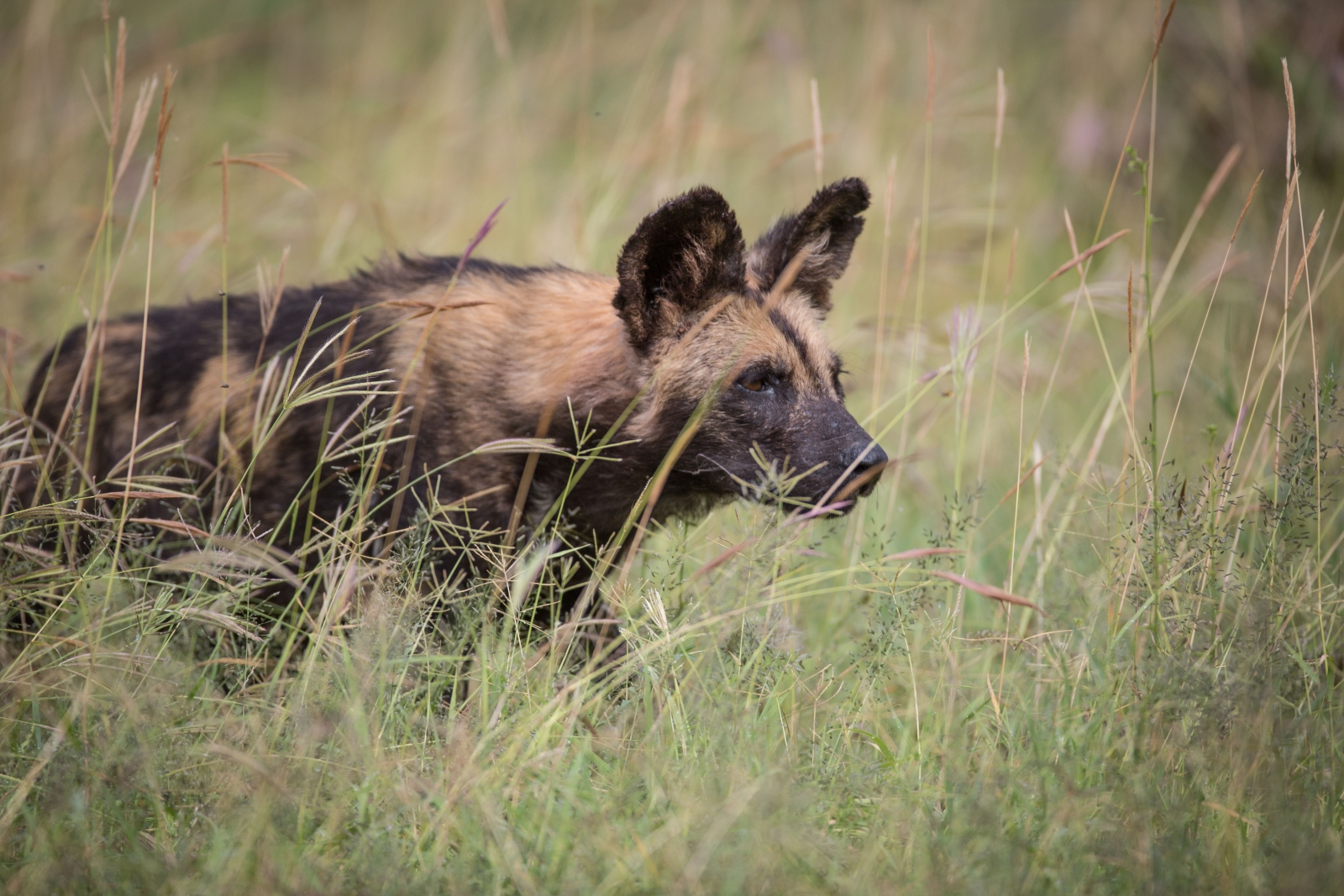Wild Dog prowling through the grass