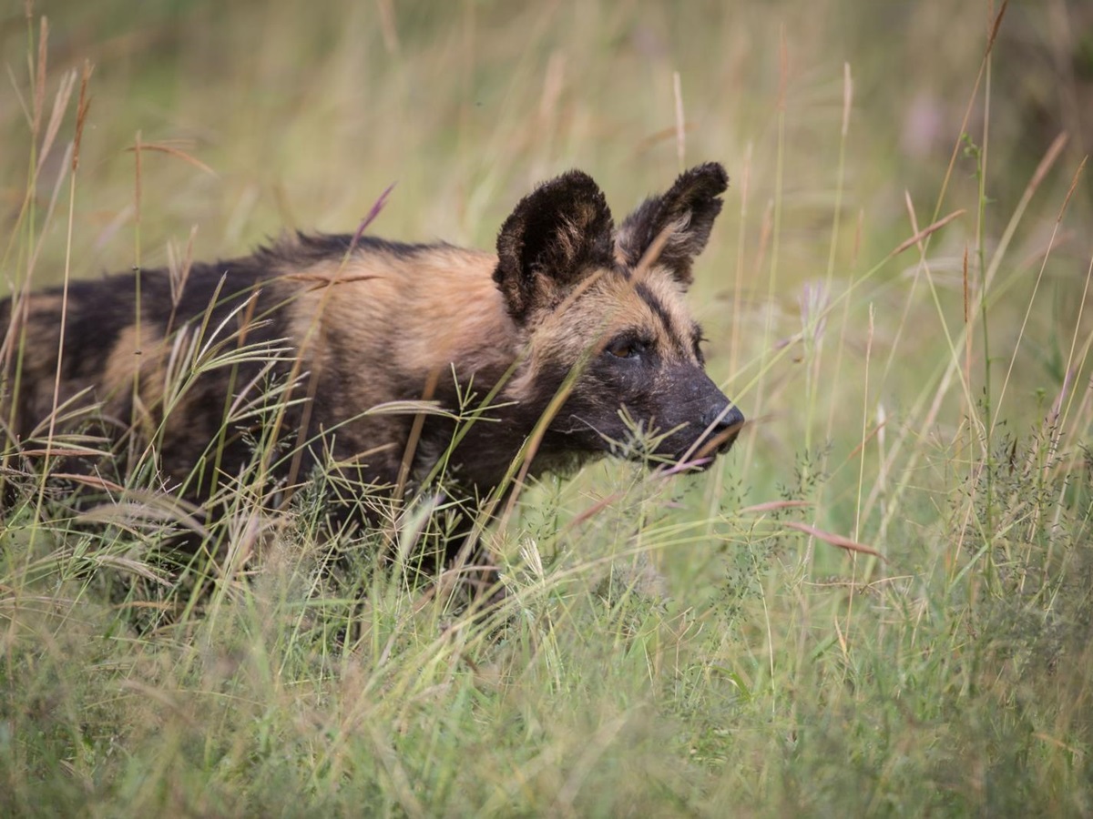 Wild Dog prowling through the grass