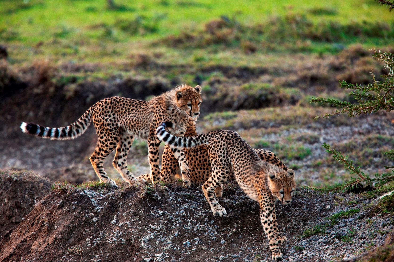 wild cheetahs near Mara expedition camp, kenya