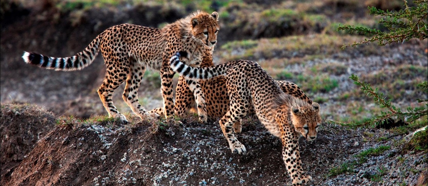 wild cheetahs near Mara expedition camp, kenya