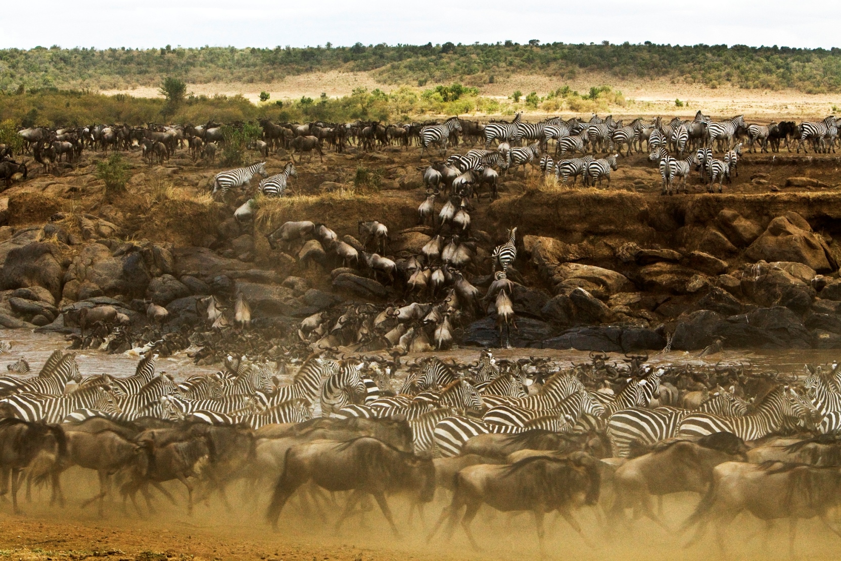 wildebeest crossing river near Mara expedition camp, kenya