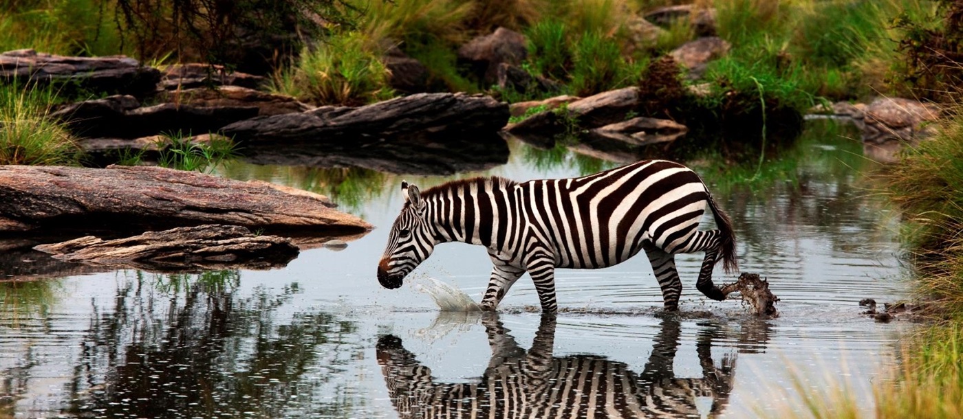 Zebra walking through water near Mara expedition camp, kenya