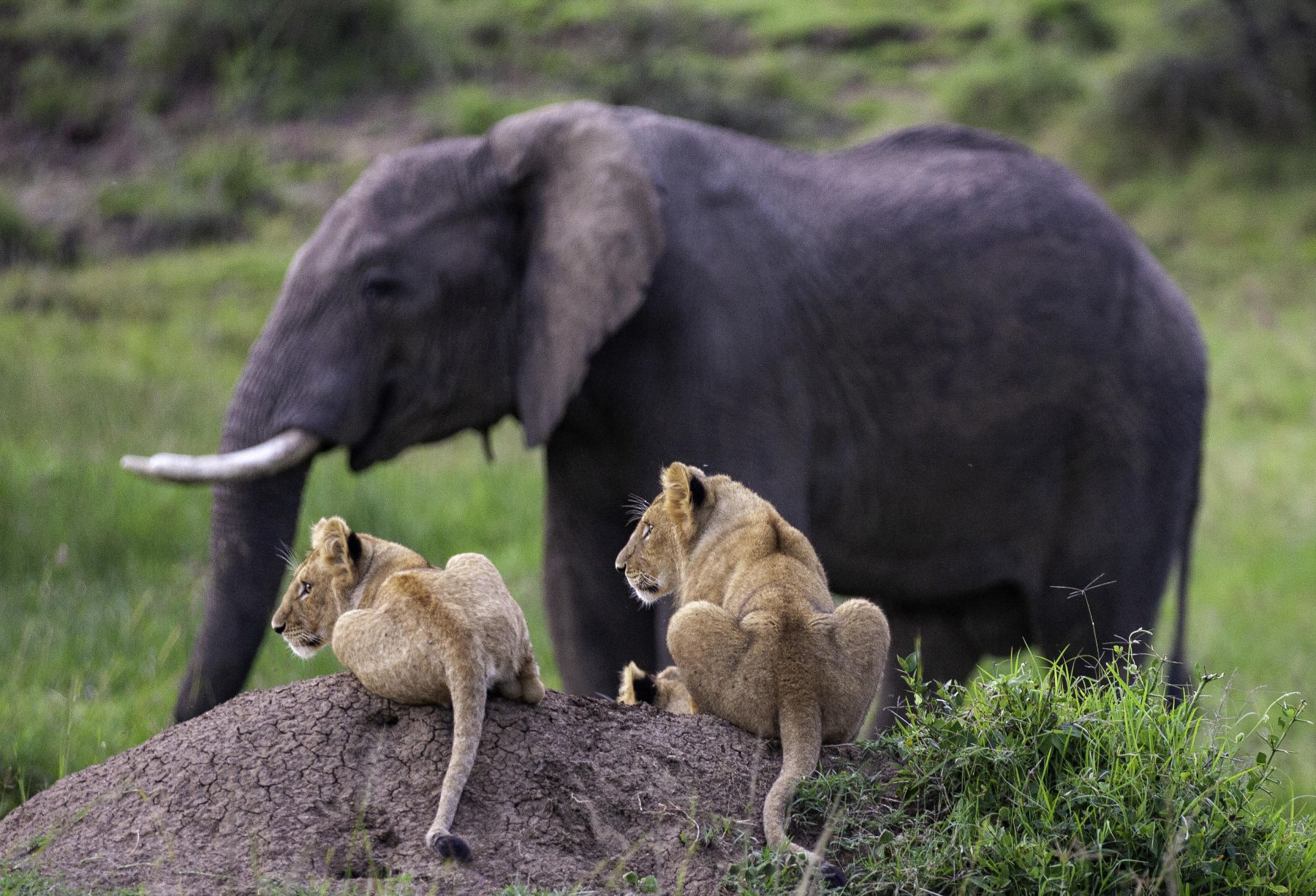 Lions and elephant at at Offbeat Ndoto in Kenya