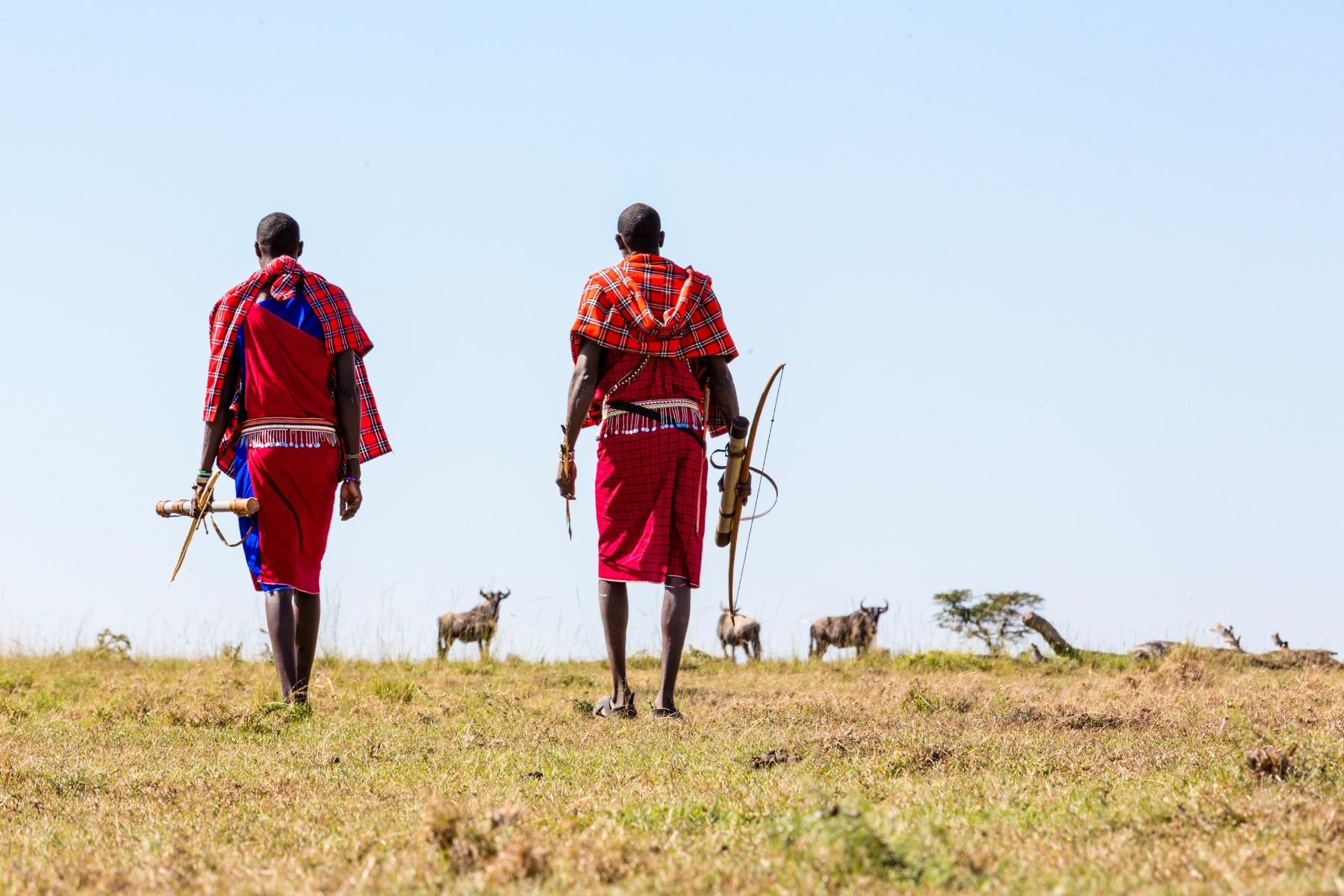 Masai walking across the plains of Kenya at at Offbeat Ndoto in Kenya