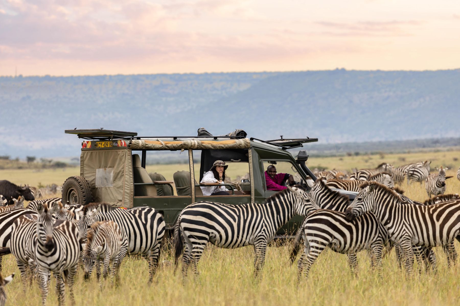 Zebra spotted on a game drive at at Offbeat Ndoto in Kenya