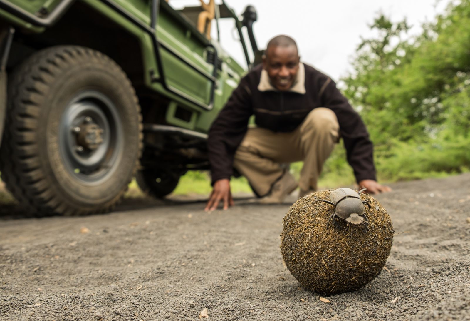 Guide watching a dung beetle during a drive at luxury lodge Ol Donyo in Kenya