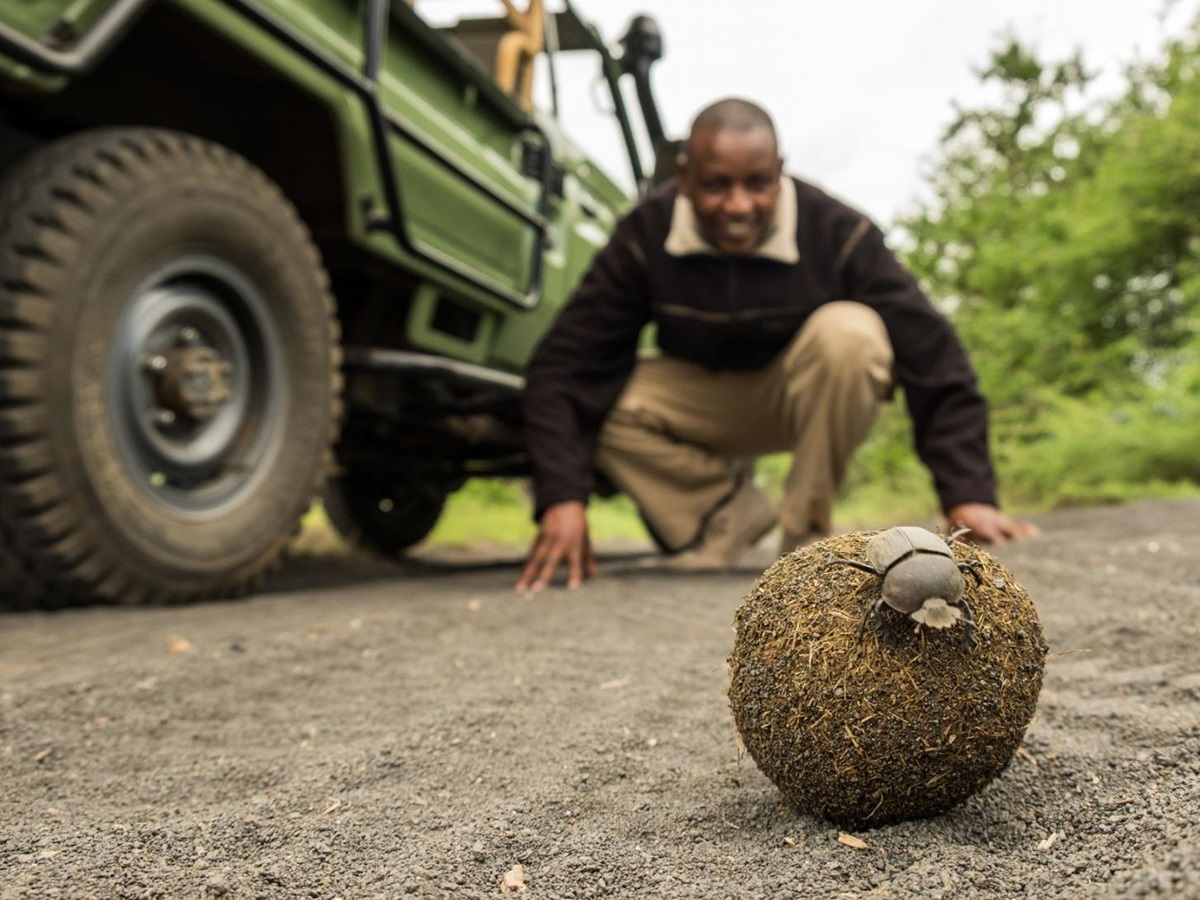 Guide watching a dung beetle during a drive at luxury lodge Ol Donyo in Kenya