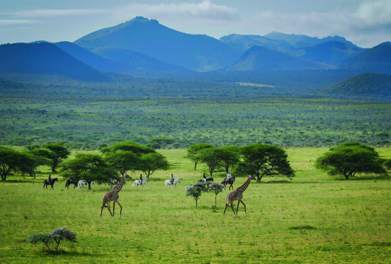 Guests riding alongside giraffe during a stay at luxury lodge Ol Donyo in Kenya