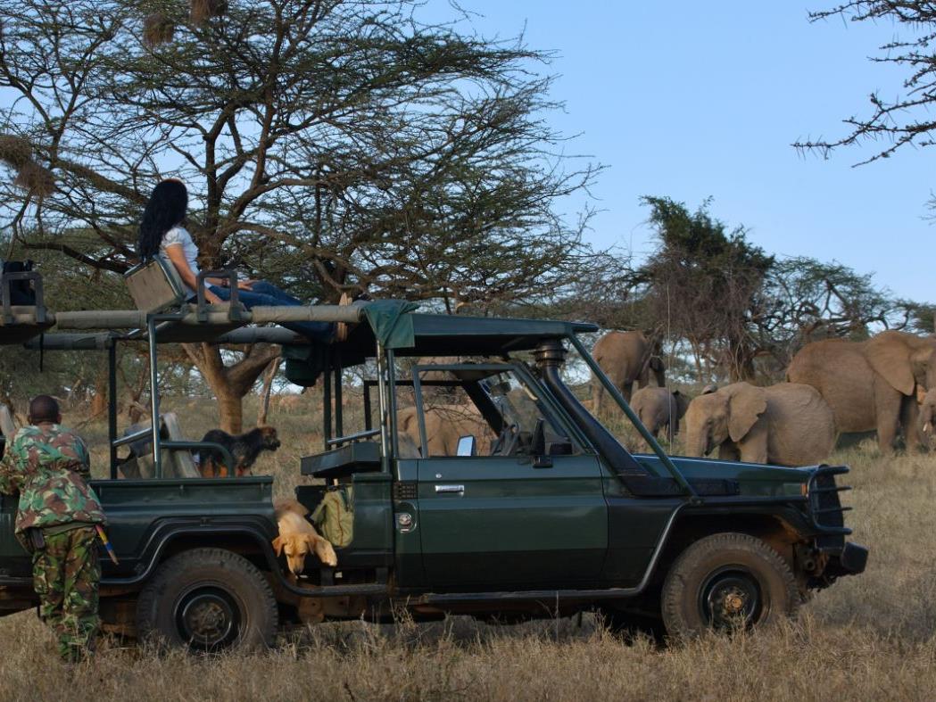 Elephants on a game drive at Ol Malo Lodge, Kenya