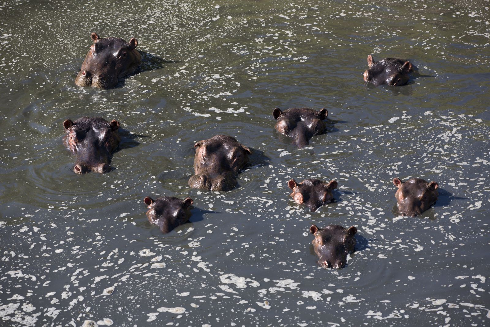 Hippos at Rekero Camp in Kenya 