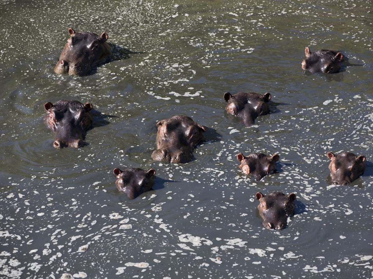 Hippos at Rekero Camp in Kenya