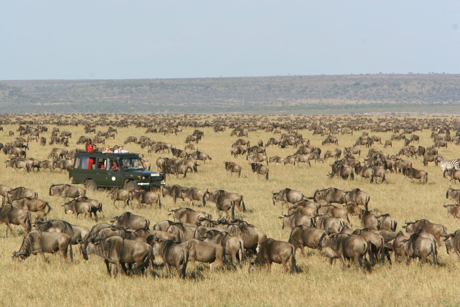 Migration at Rekero Camp in Kenya 