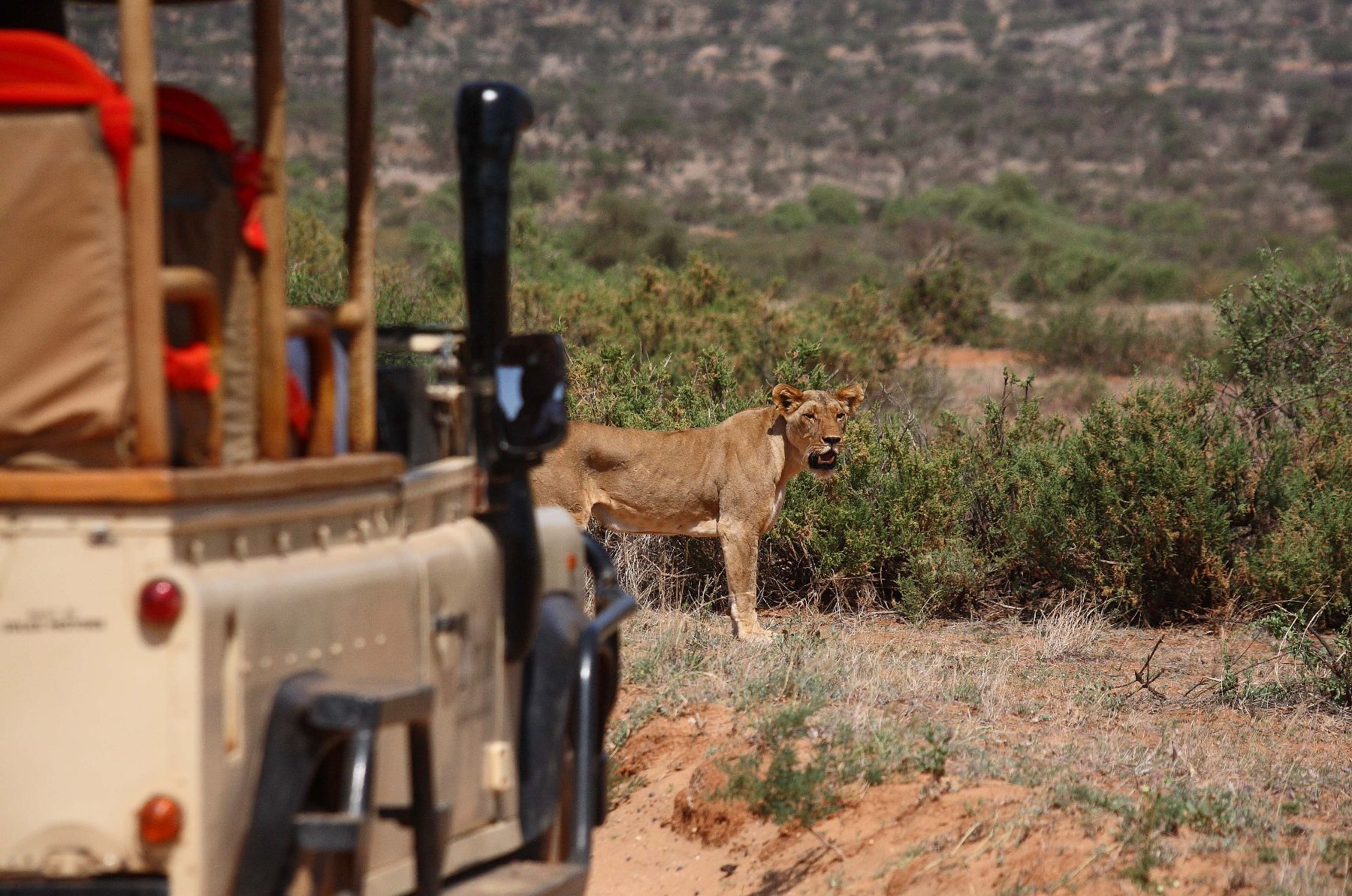 Lion spotted at Saruni Samburu in Kenya
