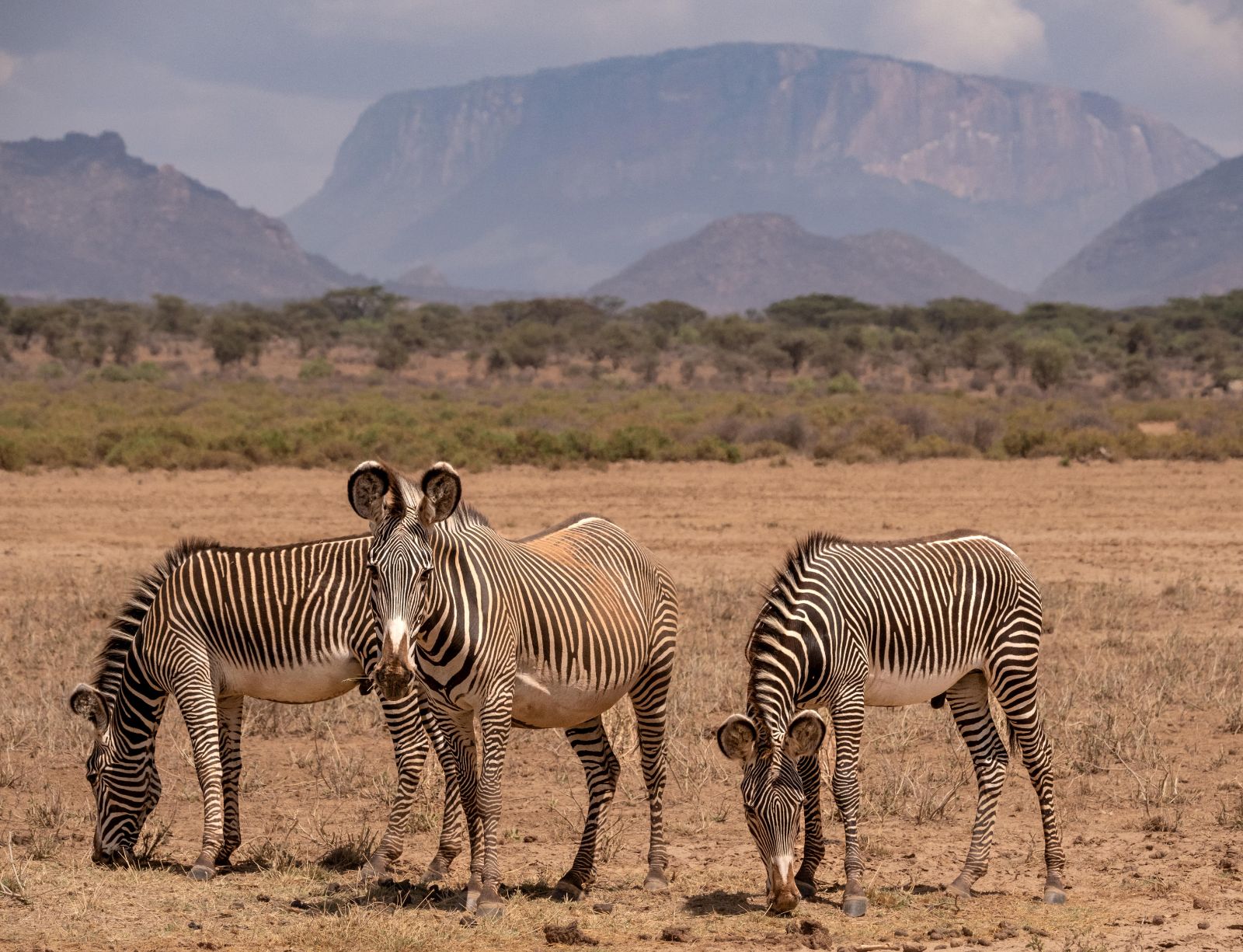Zebras at Sasaab Samburu