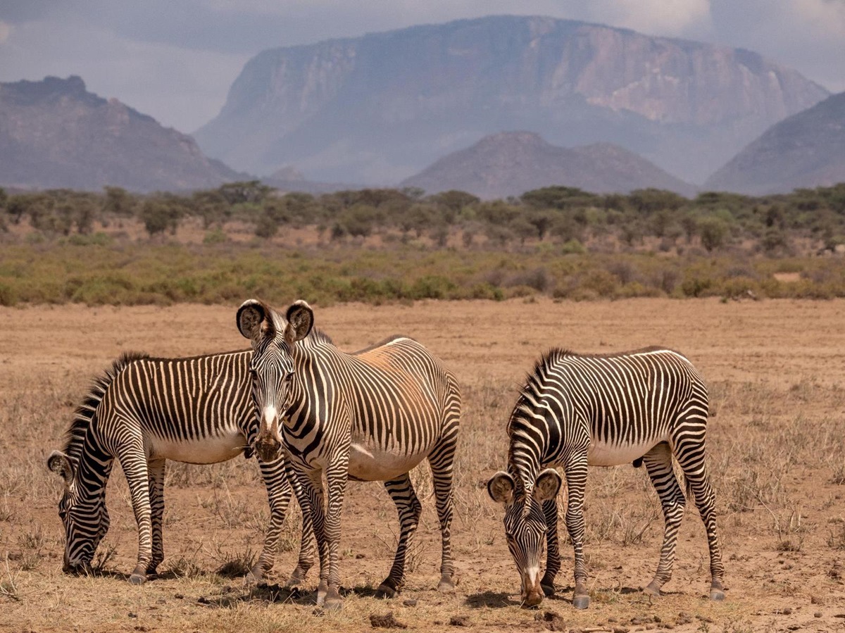 Zebras at Sasaab Samburu