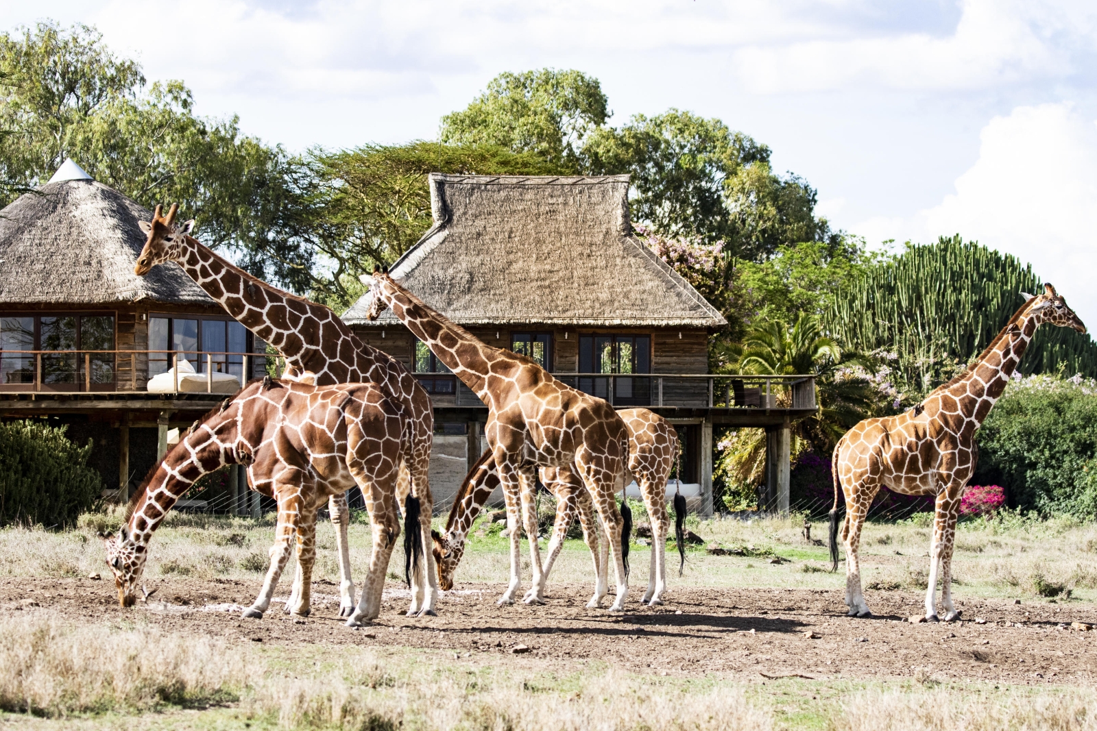 Giraffes outside of luxury safari lodge Segera in Kenya 