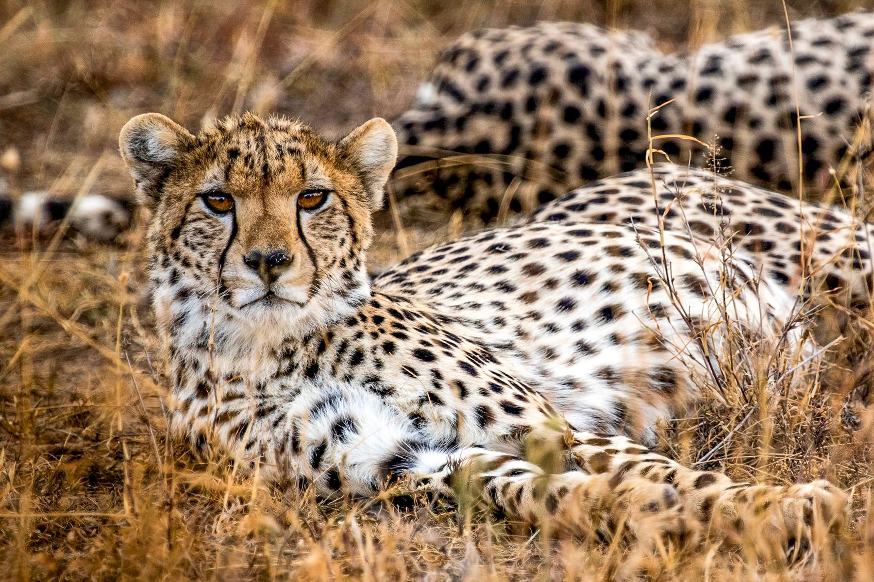 Cheetah spotted near Segera Camp in Kenya