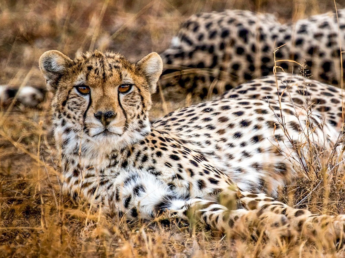 Cheetah spotted near Segera Camp in Kenya