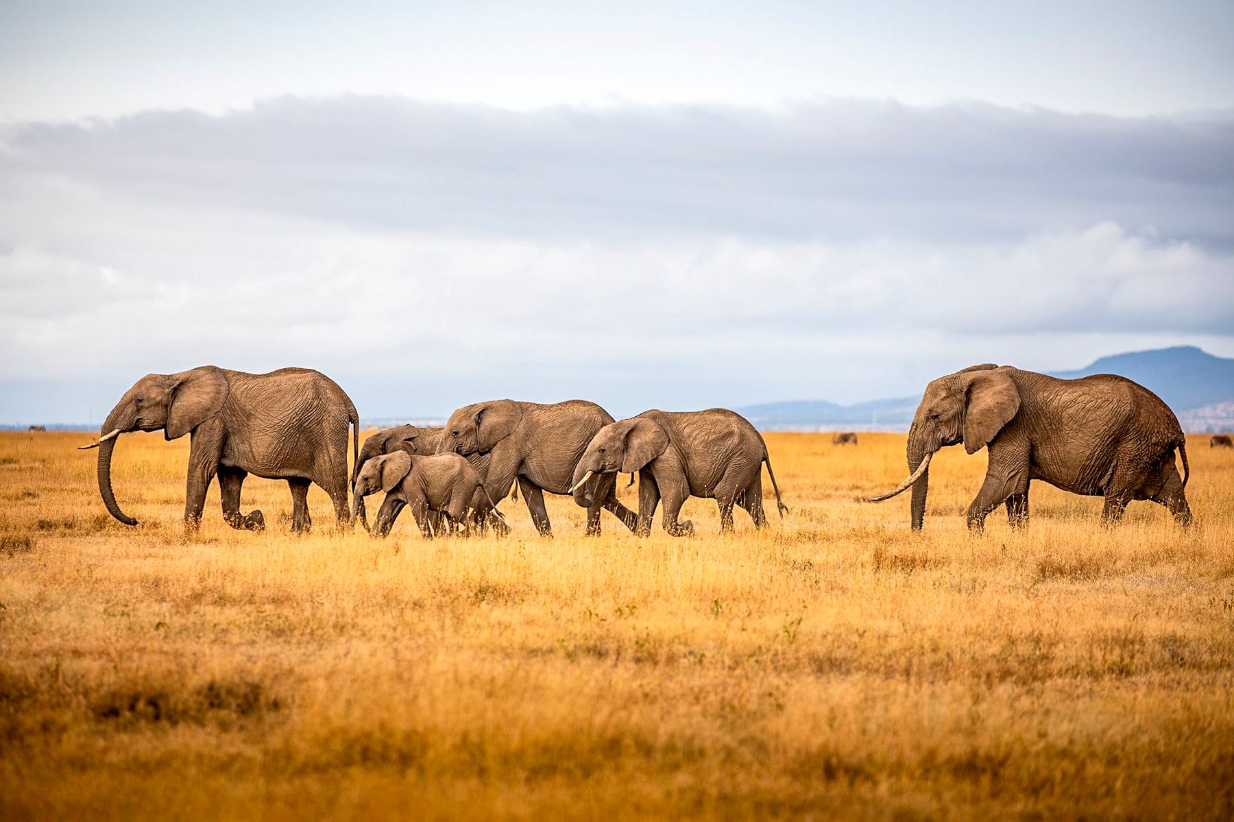 Elephants on the grounds of Segera Camp in Kenya