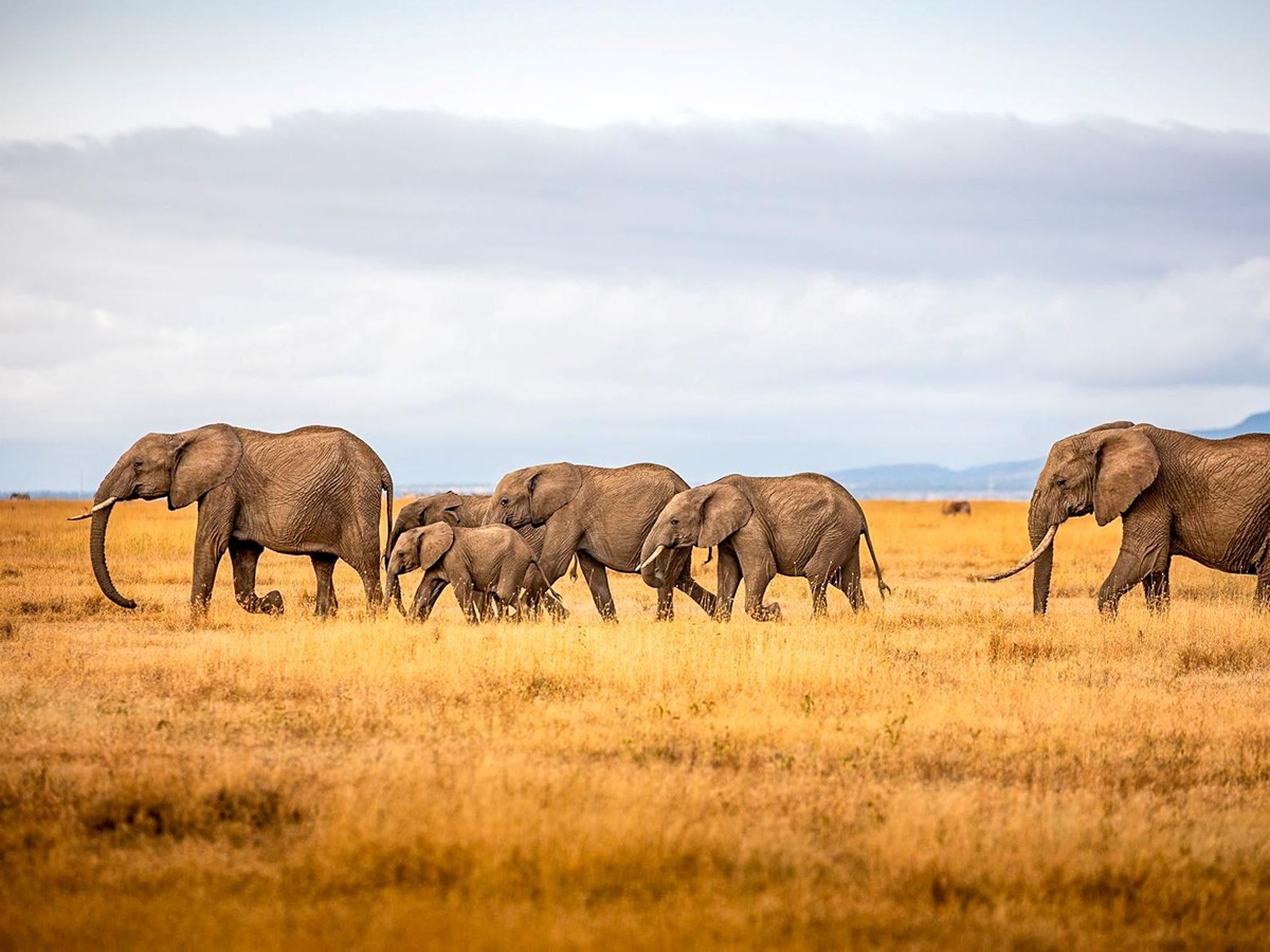 Elephants on the grounds of Segera Camp in Kenya
