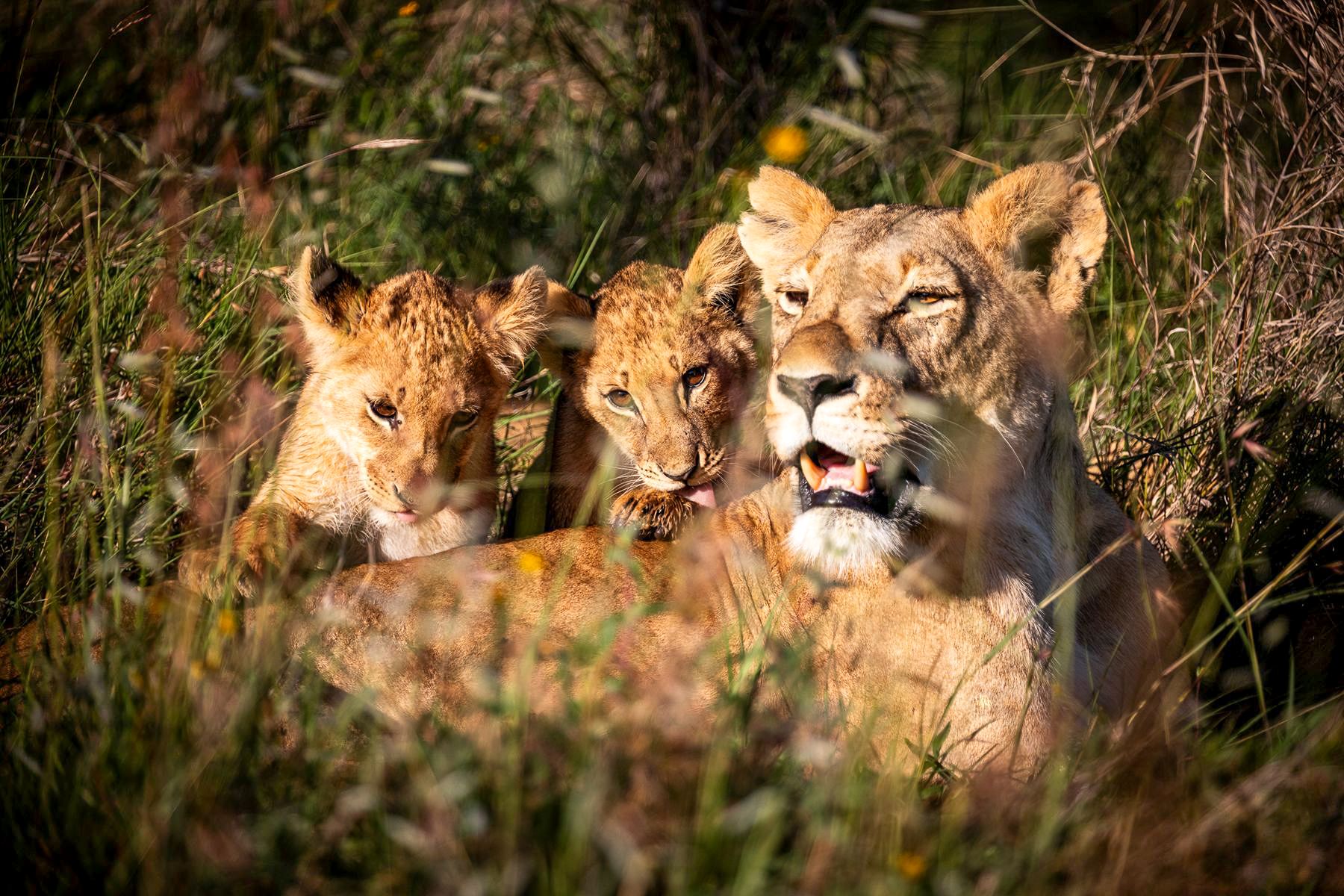 Lioness and cubs spotted on the grounds of Segera Camp in Kenya