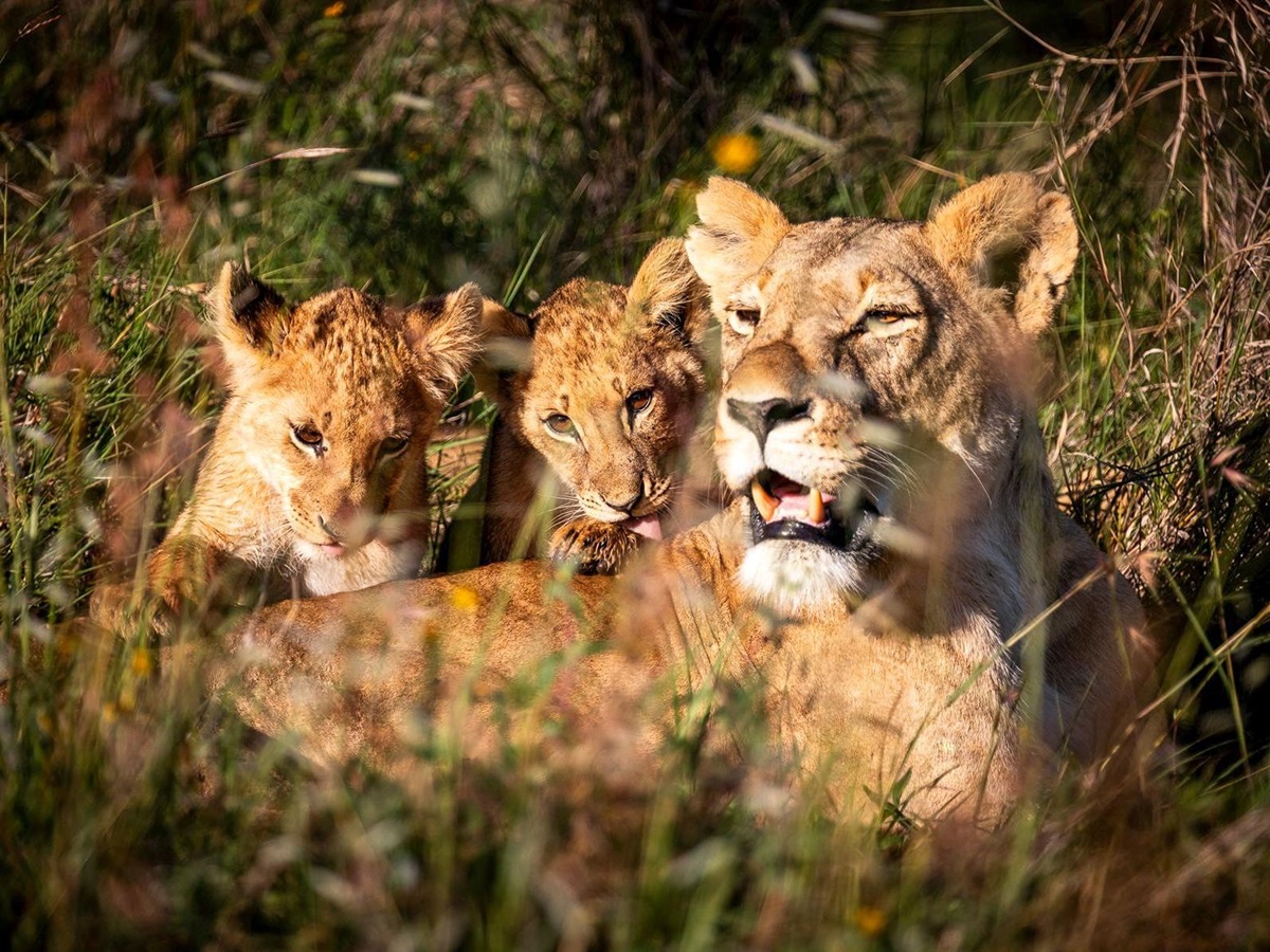 Lioness and cubs spotted on the grounds of Segera Camp in Kenya