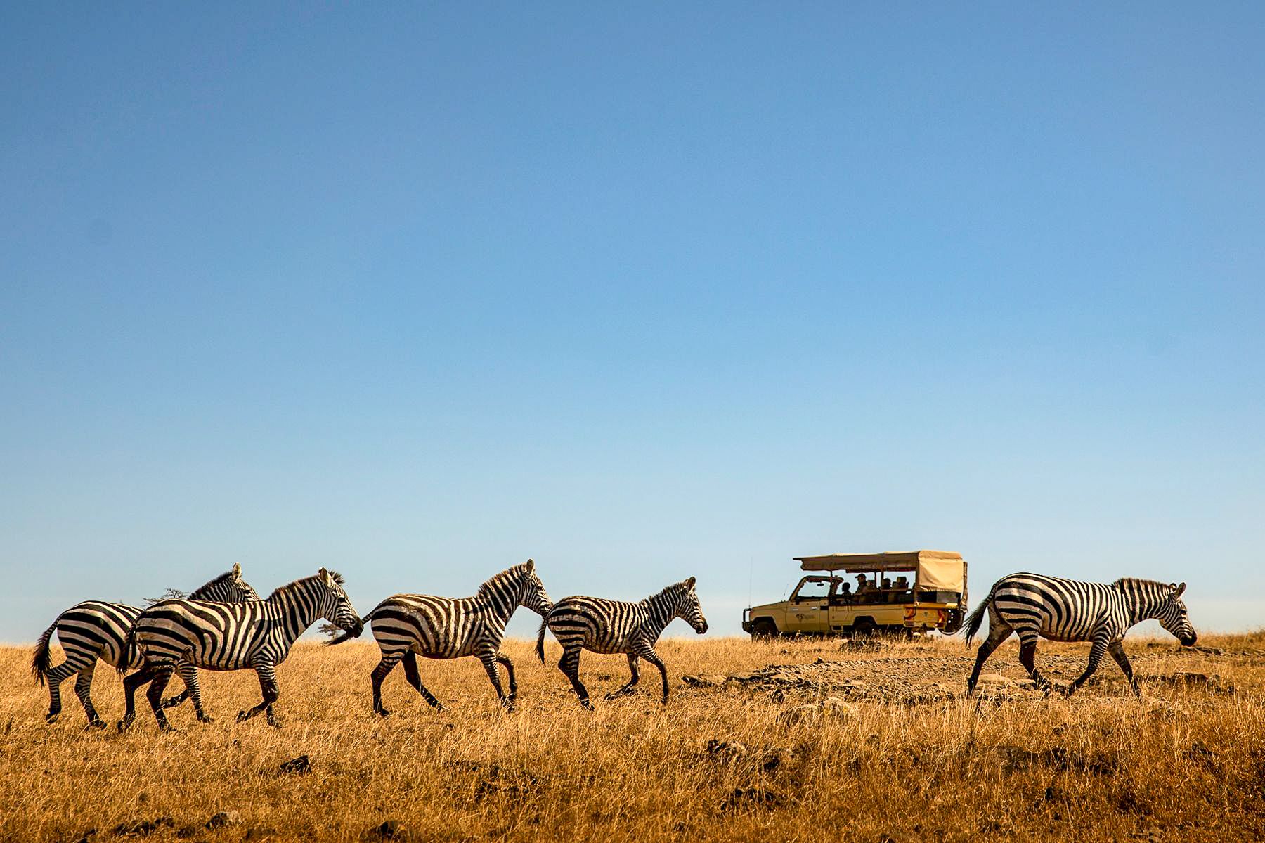 Zebra spotted on a game drive from Segera Camp in Kenya