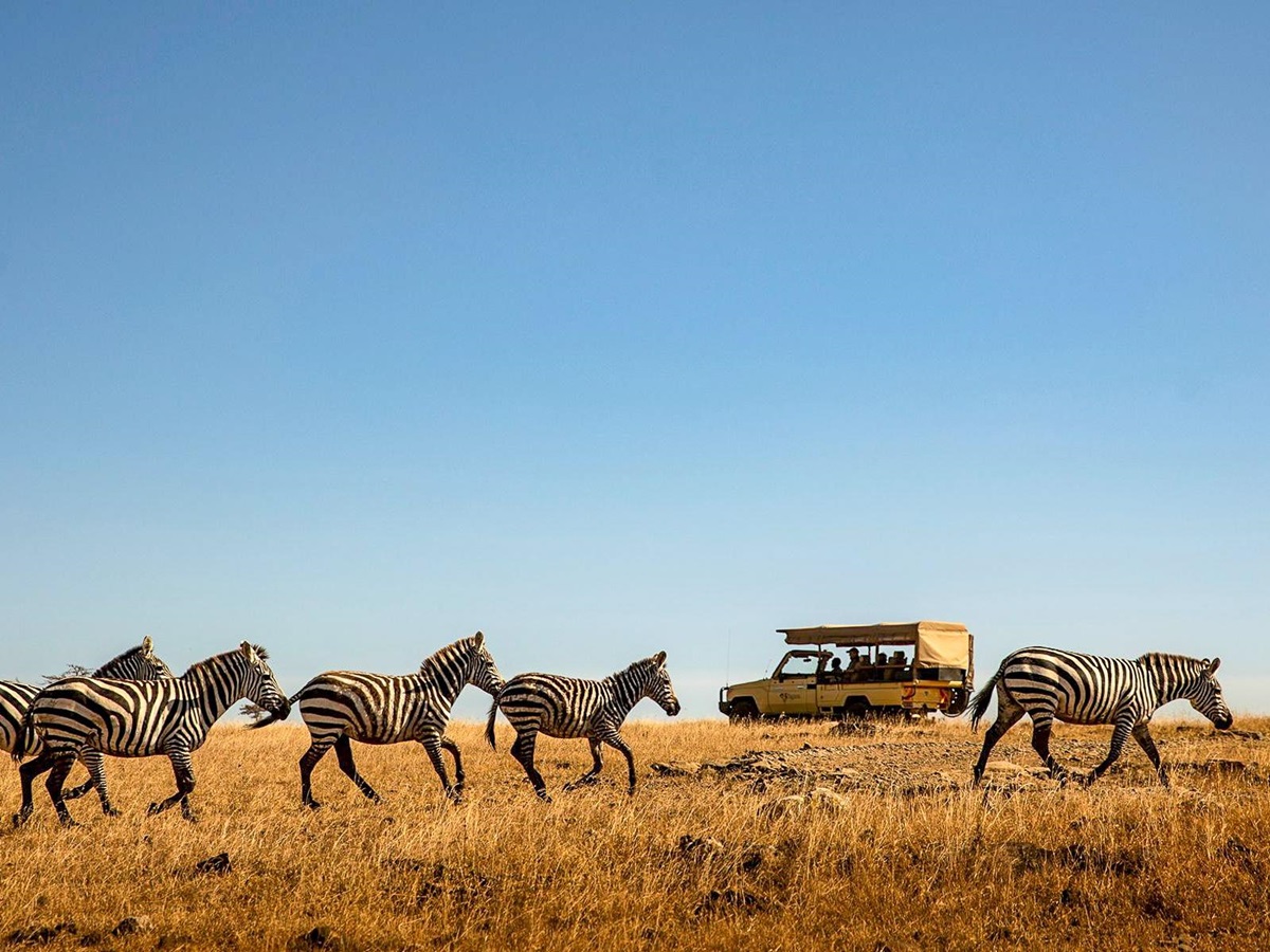 Zebra spotted on a game drive from Segera Camp in Kenya