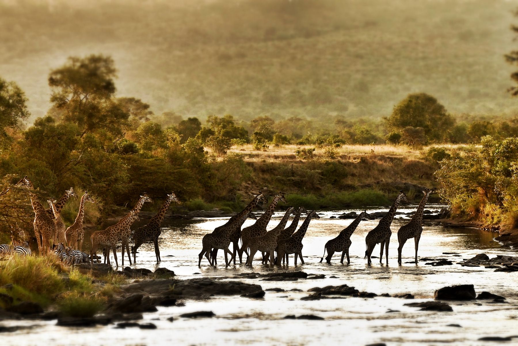 View of giraffes crossing the river from Serian's The Original camp in Kenya