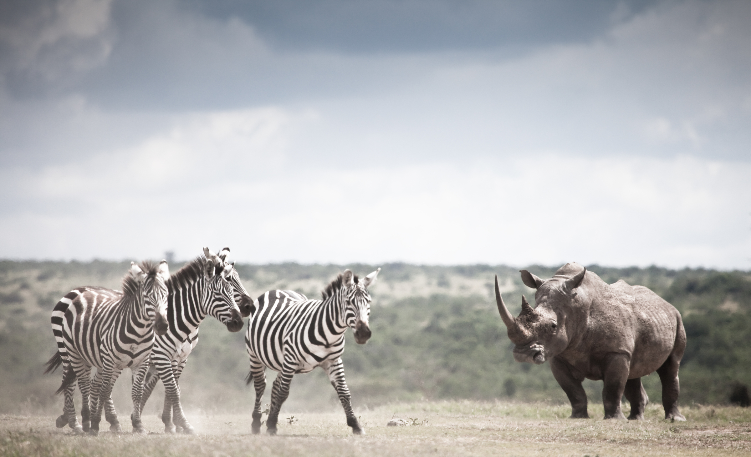 Three zebras and one rhino near Solio Lodge, Kenya