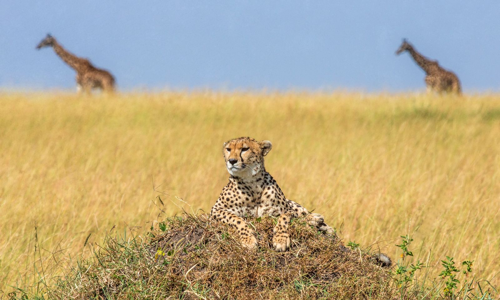 A cheetah mother and cub lie in wait with two giraffes in the background in Kenya's Masai Mara