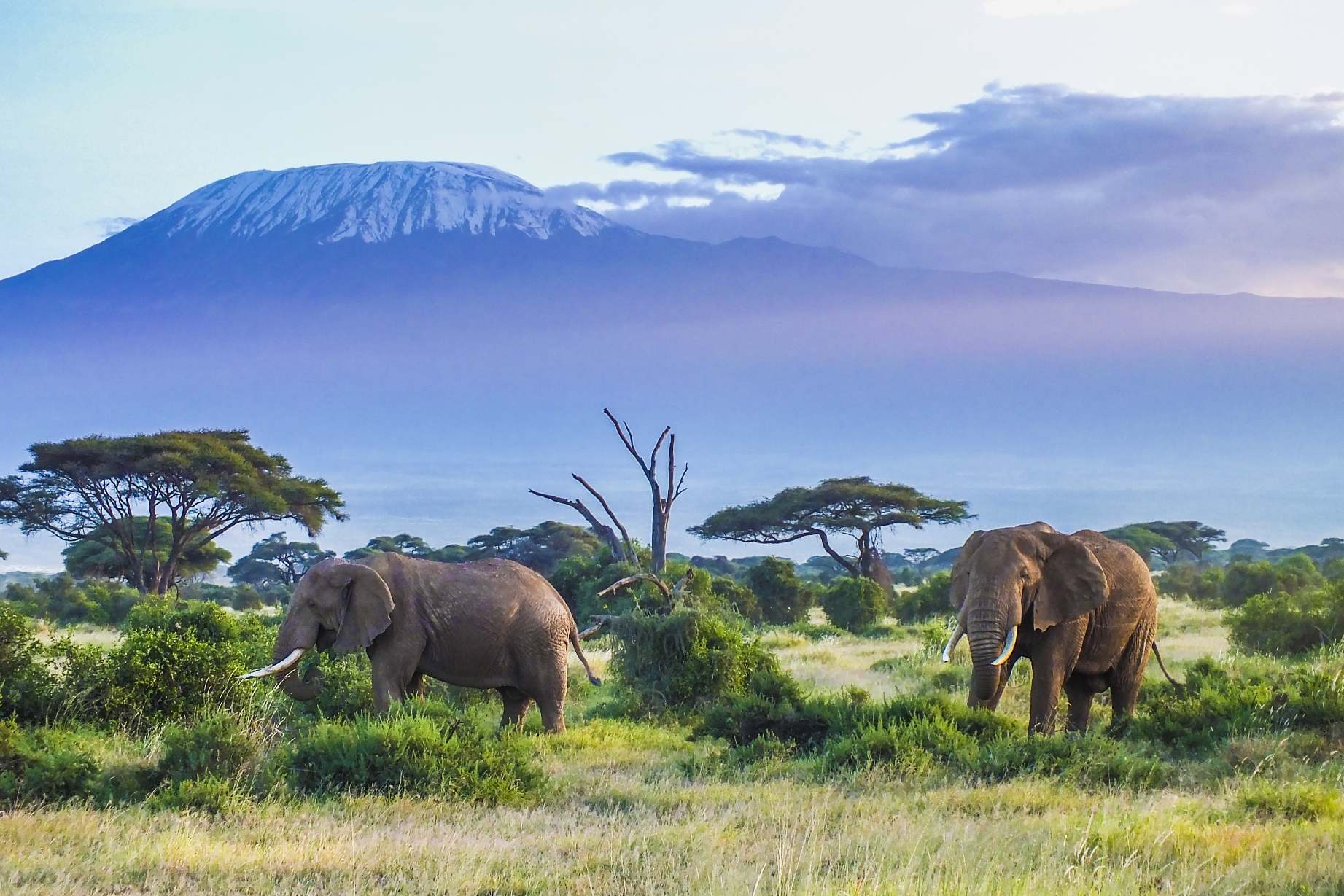 Elephants with Kilimanjaro in the background