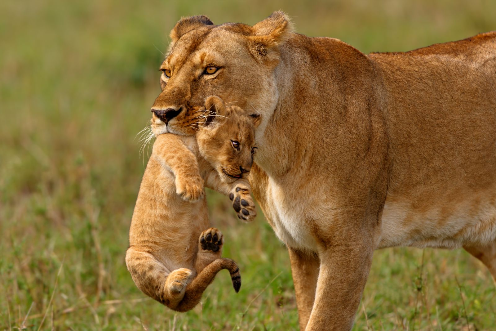 Female lion carrying her cub in the grasslands of Kenya