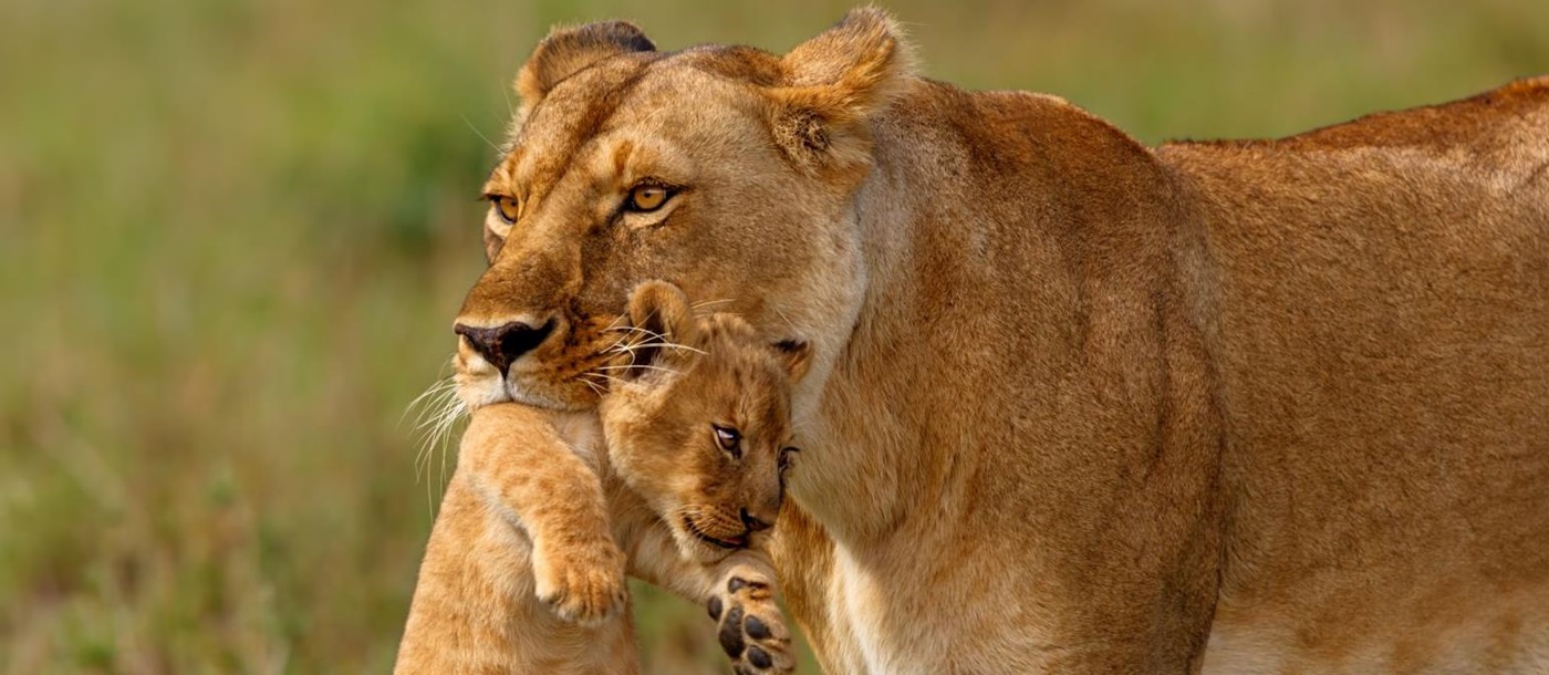 Female lion carrying her cub in the grasslands of Kenya