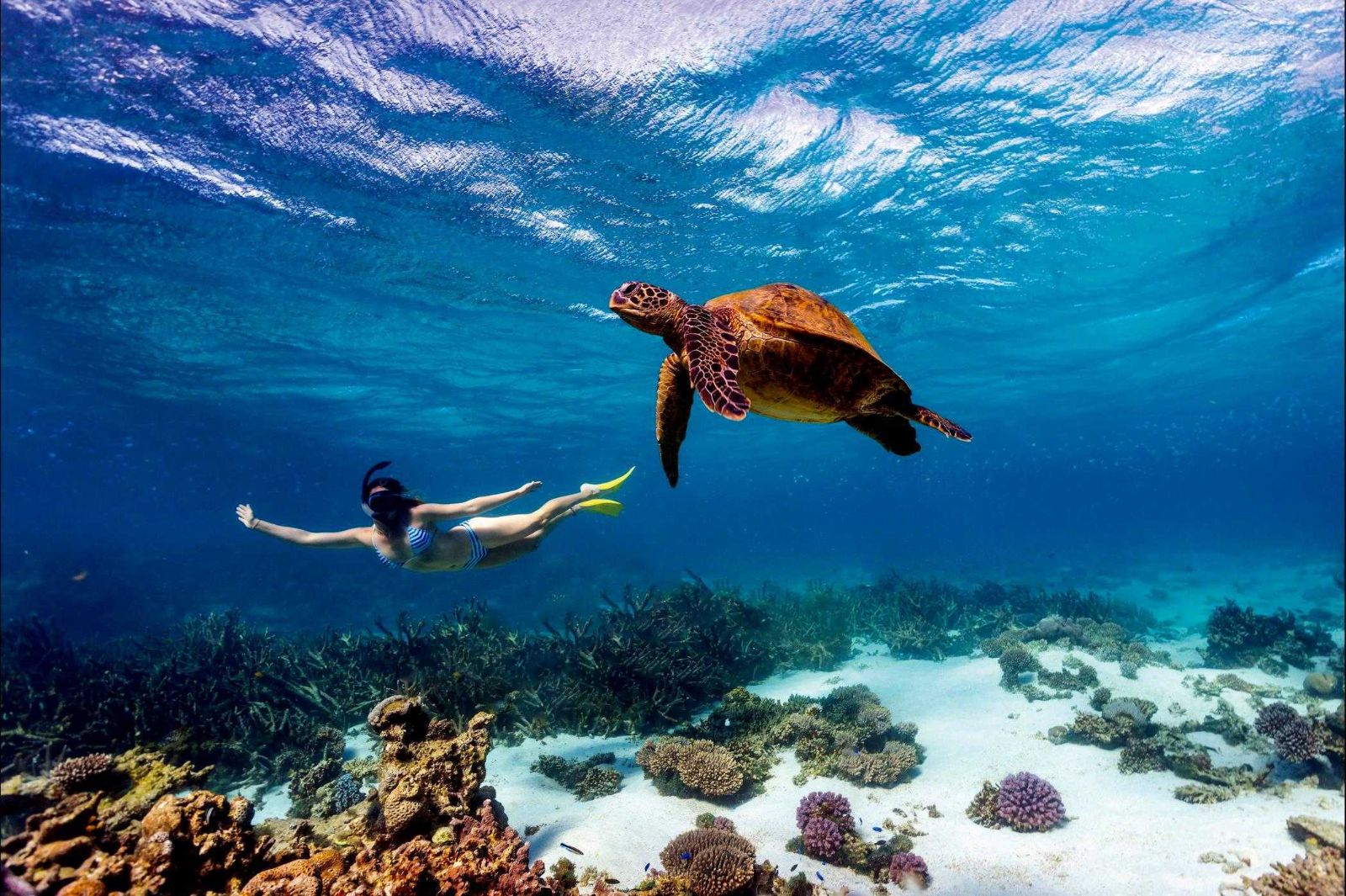 Snorkelling with a sea turtle on Diani Beach from Alfajiri Garden Villa in Kenya