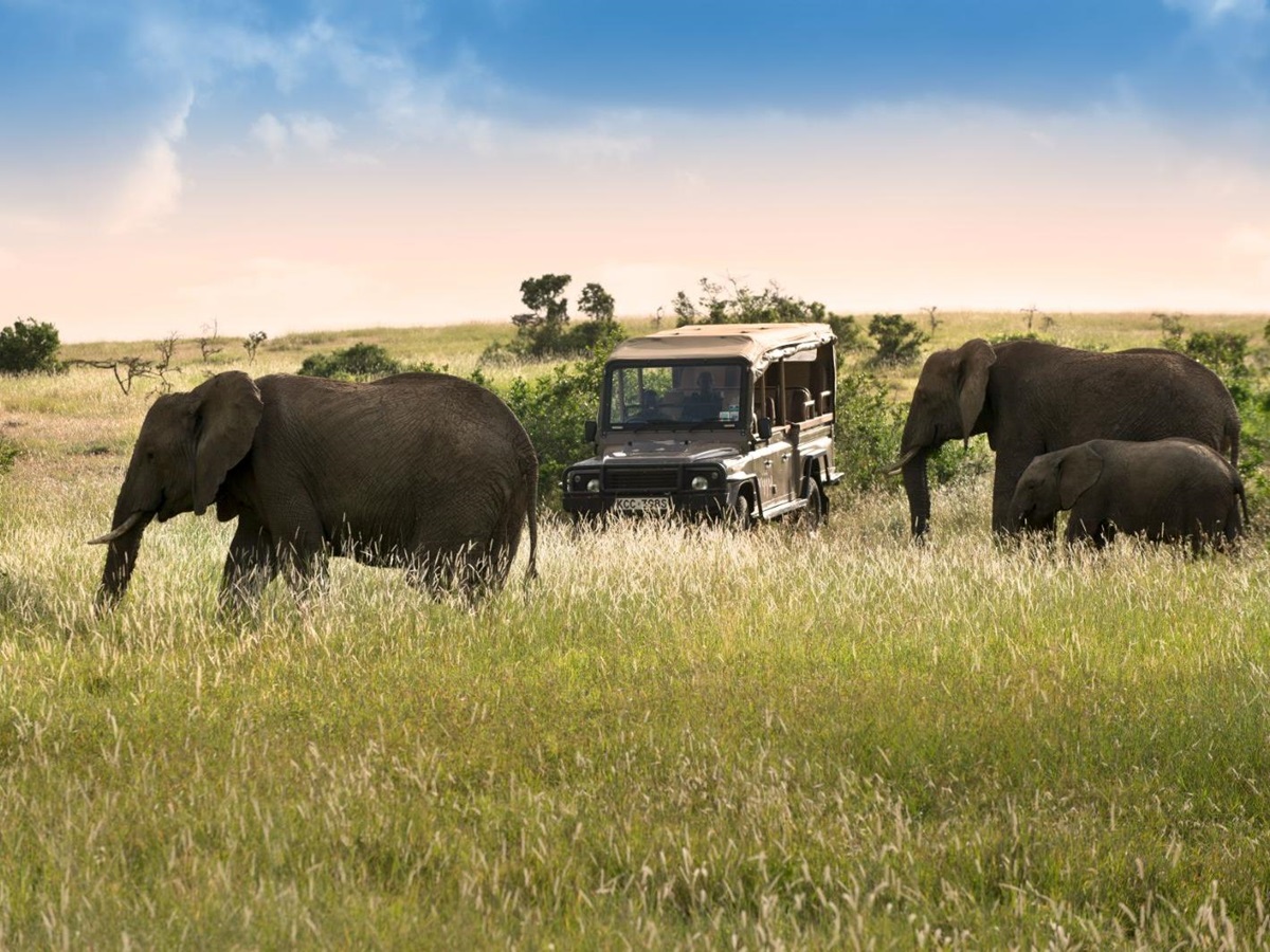 Elephants spotted on a game drive from Arjiju private house on the Borana Lewa Conservancy