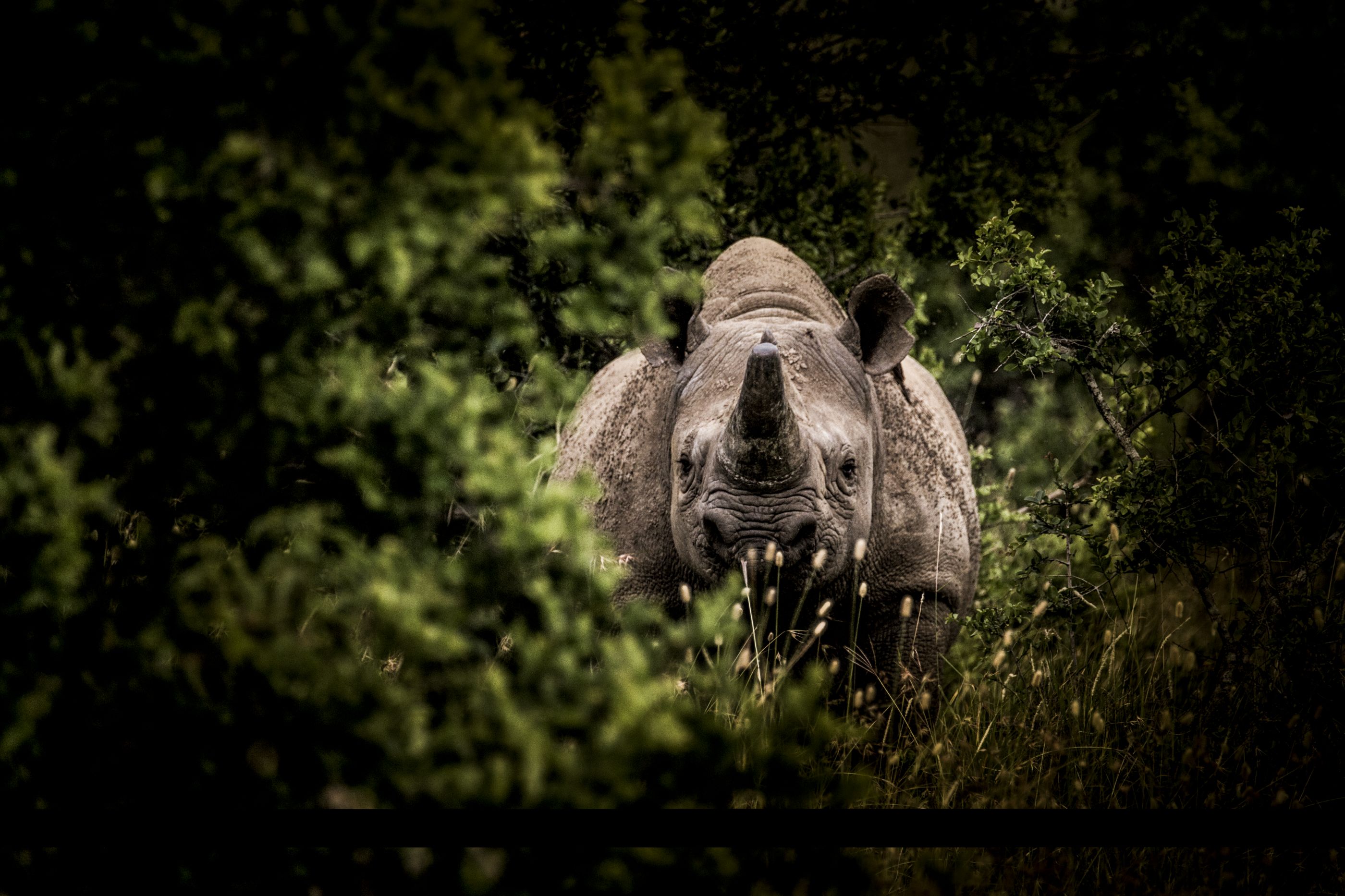 Hippo in Lakipia, Kenya