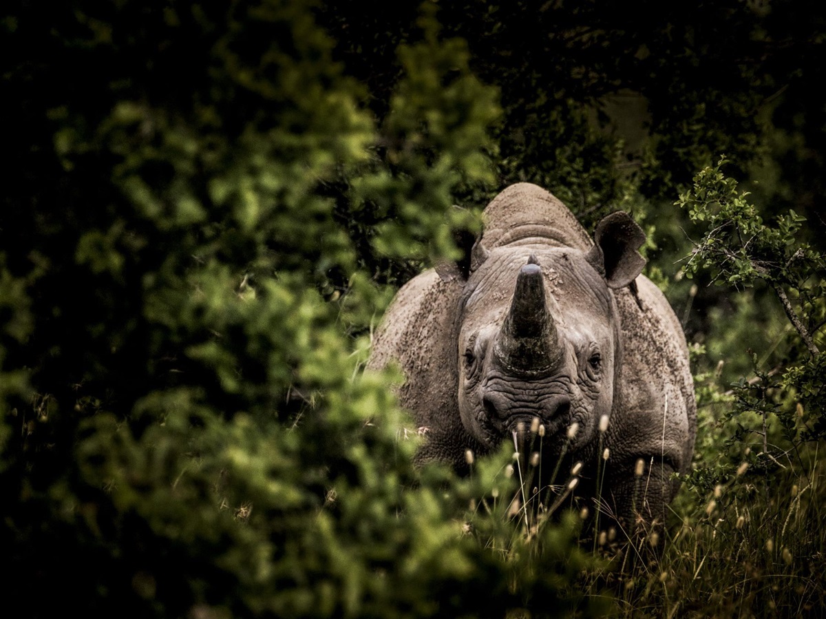 Hippo in Lakipia, Kenya