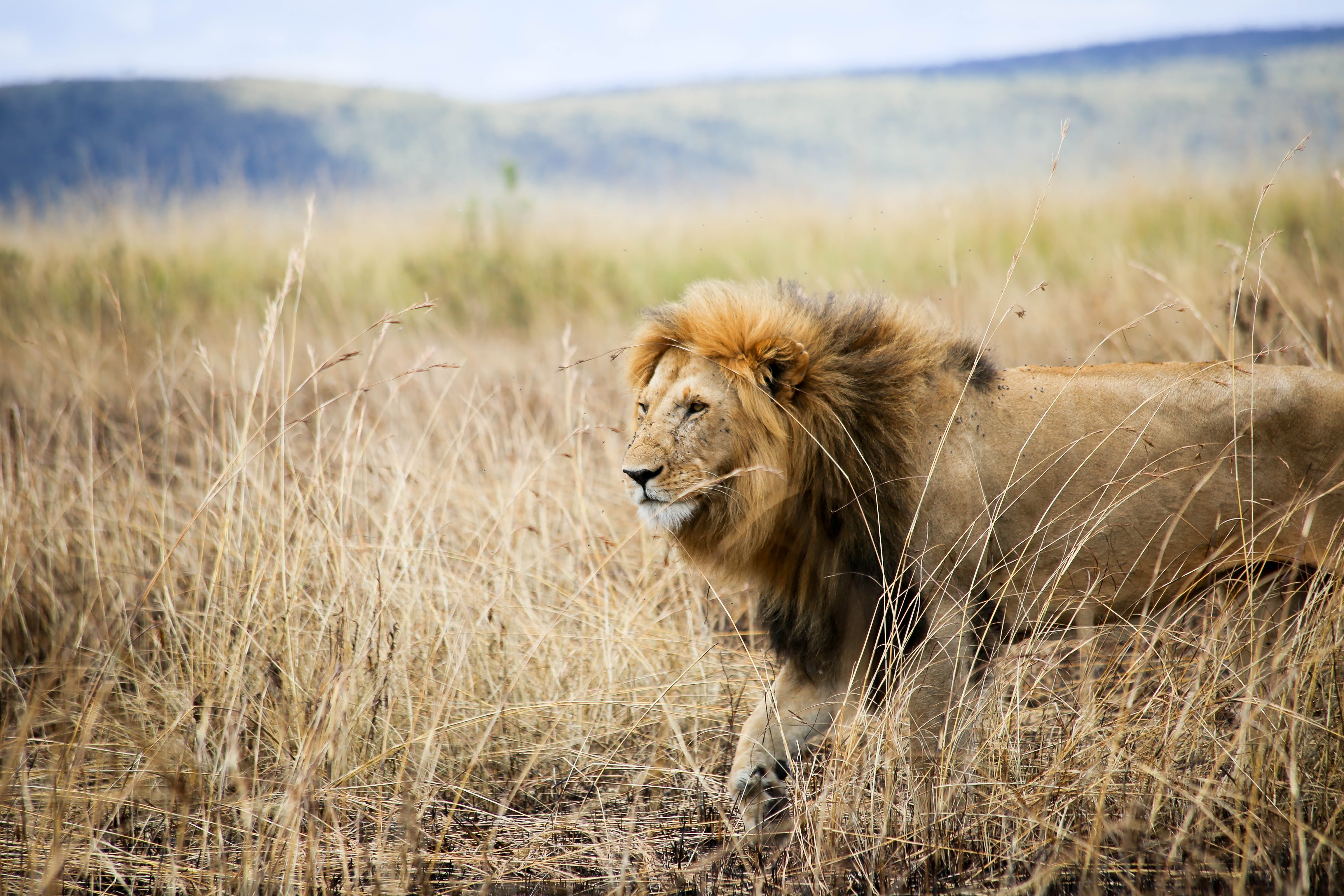 A lion seen while on safari at Cottars in the Maasai Mara Kenya