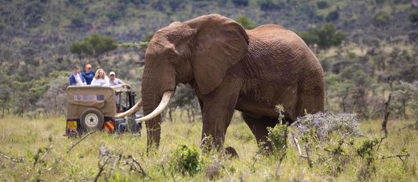 An elephant spotted on the grounds of Enasoit private house on the Laikipia Plateau in kenya